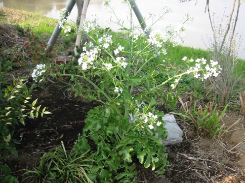 e7b1b3e889afe38380e382a4e382b3e383b3