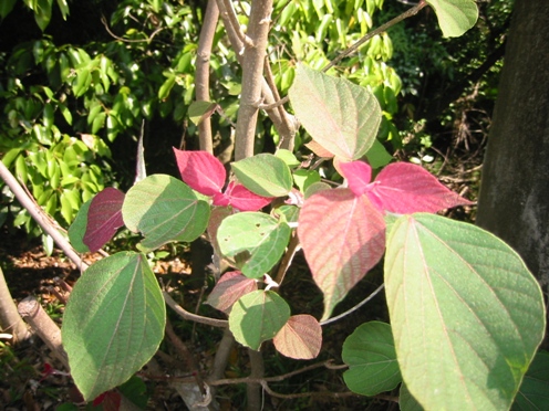 e382a2e382abe383a1e382ace382b7e383af e382a2e382abe383a1e382ace382b7e383af