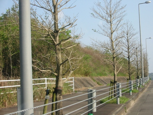 e382afe383ade382ace3838de383a2e38381