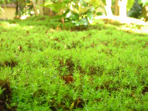 e382b9e382aee382b4e382b1