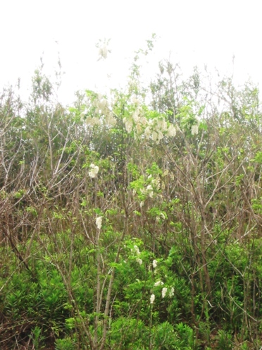 e3838fe383aae382a8e383b3e382b8e383a5