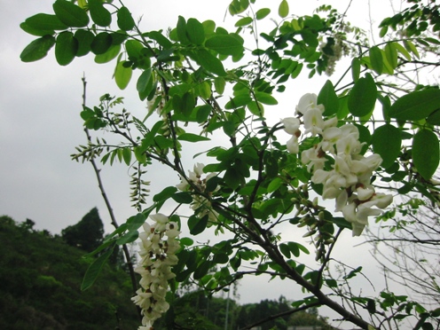 e3838fe383aae382a8e383b3e382b8e383a5efbc88e5a4a7efbc89