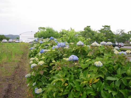 e382a2e382b8e382b5e382a4