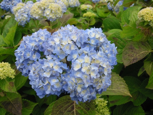 e382a2e382b8e382b5e382a4e88ab1