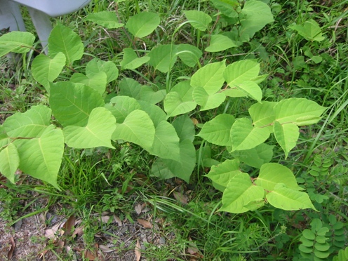 e382a4e382bfe38389e383aa