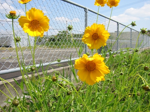 e382aae382aae382ade383b3e382b1e382a4e382aee382af