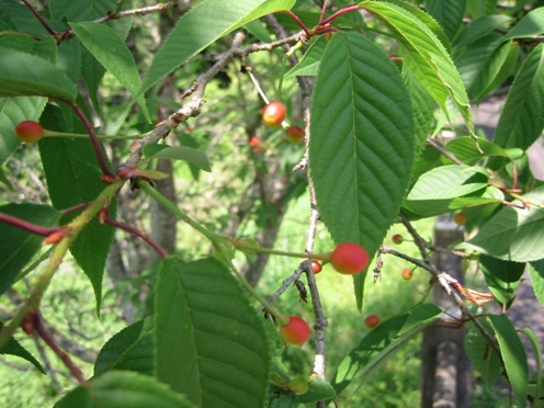 e382bde383a1e382a4e383a8e382b7e3838e