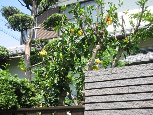 e3838fe382a4e38393e382b9e382abe382b9