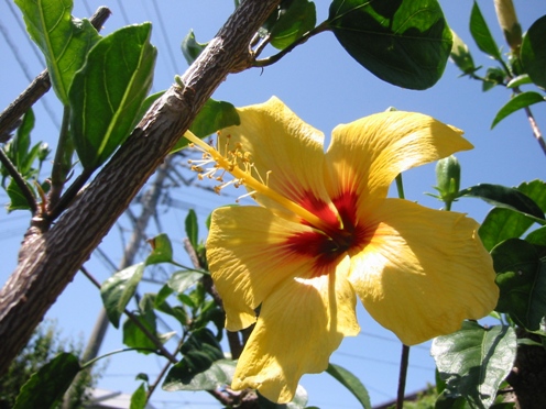 e3838fe382a4e38393e382b9e382abe382b9e88ab1