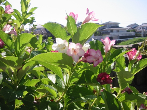 e3838fe382b3e3838de382a6e38384e382ae