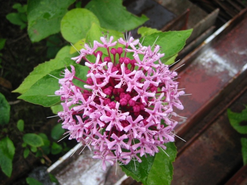 e382afe382b5e382aee88ab1