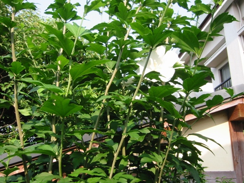 e383a0e382afe382b2 e383a0e382afe382b2