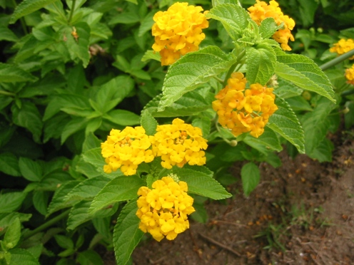 e383a9e383b3e382bfe3838ae88ab1