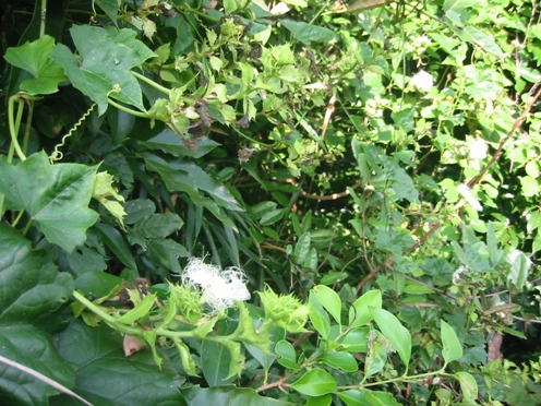 e382abe383a9e382b9e382a6e383aa