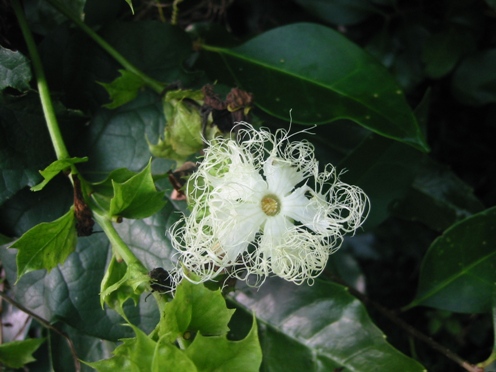 e382abe383a9e382b9e382a6e383aae88ab1