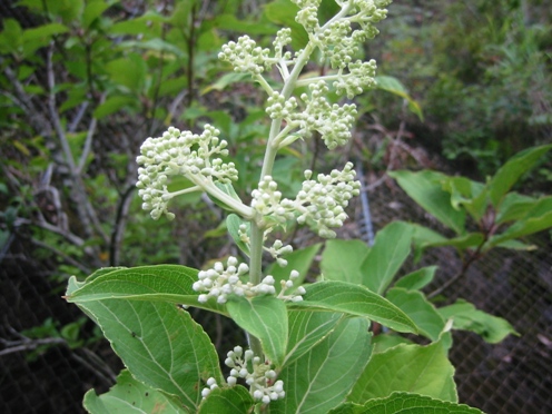 e3838ee383aae382a6e38384e382aee88ab1