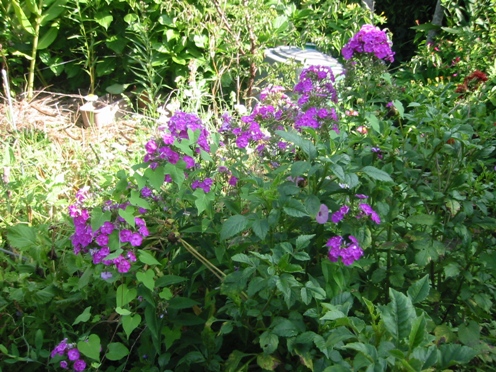 e38395e383ade38383e382afe382b9