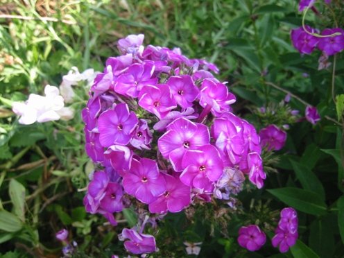 e38395e383ade38383e382afe382b9e88ab1