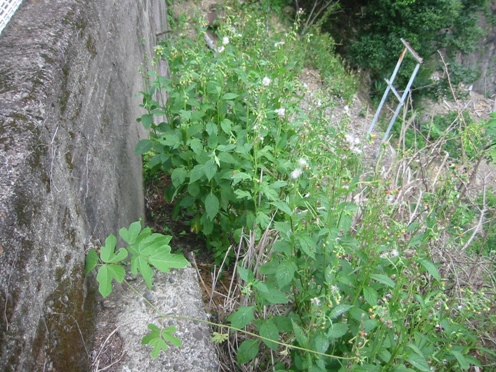 e38399e3838be38390e3838ae3839ce383ade382aee382af