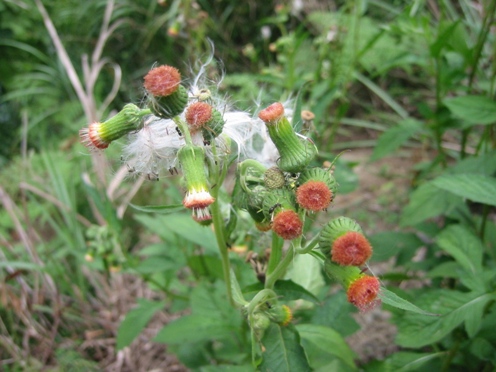 e38399e3838be38390e3838ae3839ce383ade382aee382afe88ab1