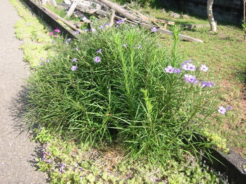 e383abe382a8e383aae382a2