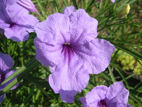 e383abe382a8e383aae382a2e88ab1