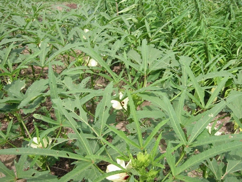 e382aae382afe383a9 e382aae382afe383a9