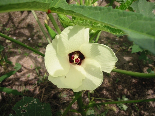 e382aae382afe383a9e88ab1 e382aae382afe383a9e88ab1