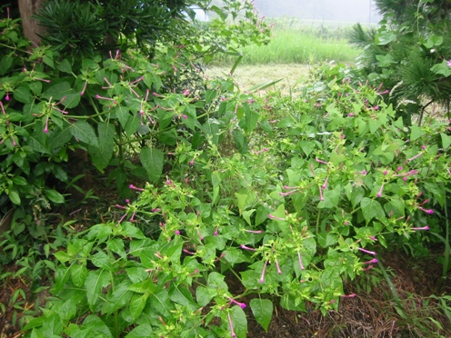 e382aae382b7e383ade382a4