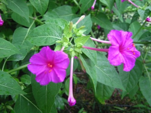 e382aae382b7e383ade382a4e88ab1