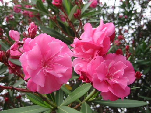 e382ade383a7e382a6e382ade382afe38388e382a6e88ab1