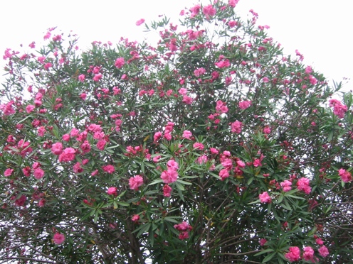 e382ade383a7e382a6e38381e382afe38388e382a6