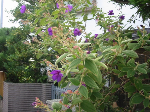 e3838ee3839ce382bfe383b3 e3838ee3839ce382bfe383b3