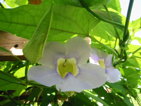 e38399e383b3e382ace383abe383a4e3838fe382bae382abe382bae383a9e88ab1 e38399e383b3e382ace383abe383a4e3838fe382bae382abe382bae383a9e88ab1