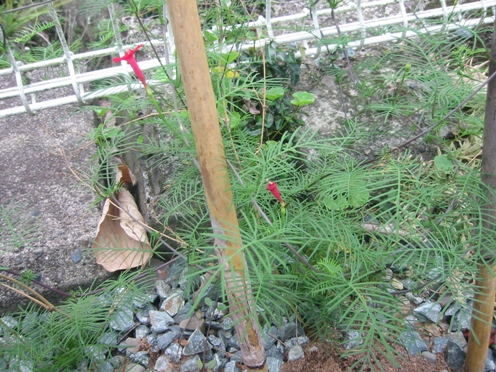 e383abe382b3e382a6e382bde382a6