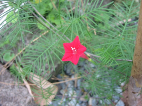 e383abe382b3e382a6e382bde382a6e88ab1