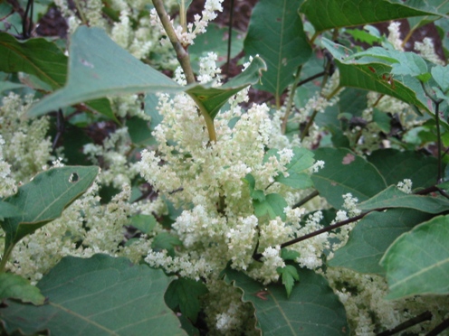 e382a4e382bfe38389e383aae88ab1