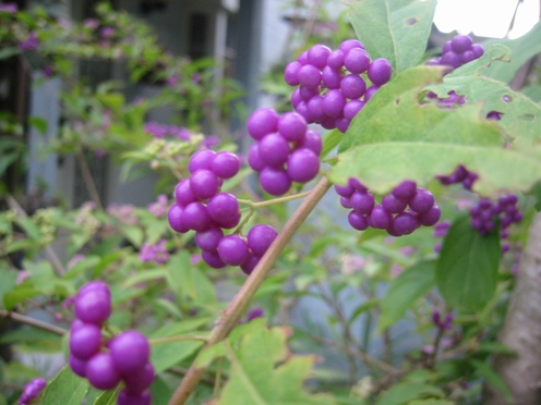 e382b3e383a0e383a9e382b5e382ade88ab1