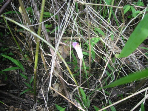 e3838ae383b3e38390e383b3e382ade382bbe383ab