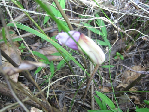 e3838ae383b3e38390e383b3e382ade382bbe383abe88ab1