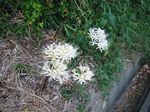 e38392e382ace383b3e38390e3838a e38392e382ace383b3e38390e3838a