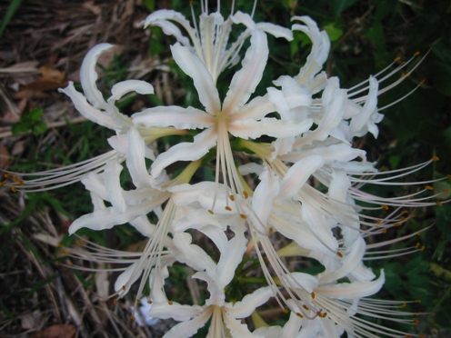 e38392e382ace383b3e38390e3838ae88ab1 e38392e382ace383b3e38390e3838ae88ab1