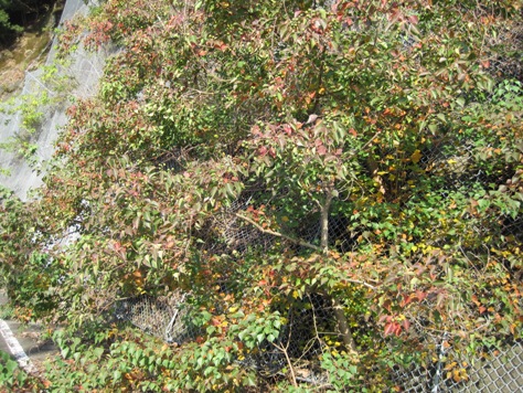 e3838ae383b3e382ade383b3e3838fe382bc