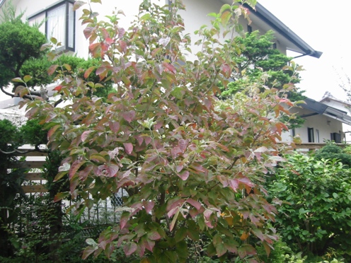 e3838fe3838ae3839fe382bae382ad e3838fe3838ae3839fe382bae382ad