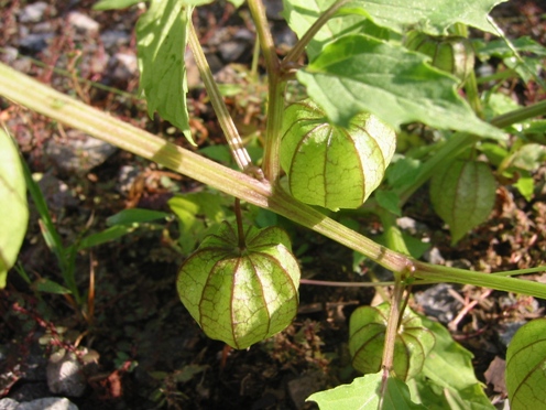 e38392e383ade3838fe3839be382a6e382bae382ad1