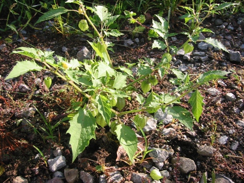 e38392e383ade3838fe3839be382a6e382bae382ade88ab1