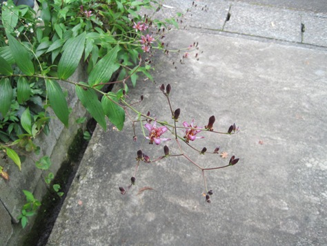 e3839be38388e382aaefbd94e382aee382b9