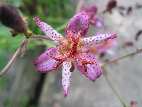 e3839be38388e38388e382aee382b9e88ab1