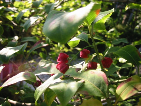 e3839ee383a6e3839fe5ae9f