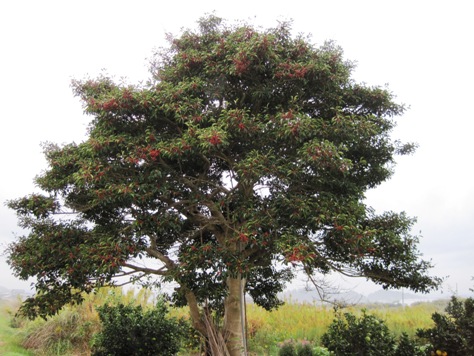 e382afe383ade382ace3838de383a2e38381